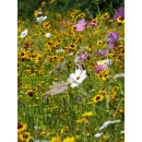 Blumenwiese "Vögel" 7m²